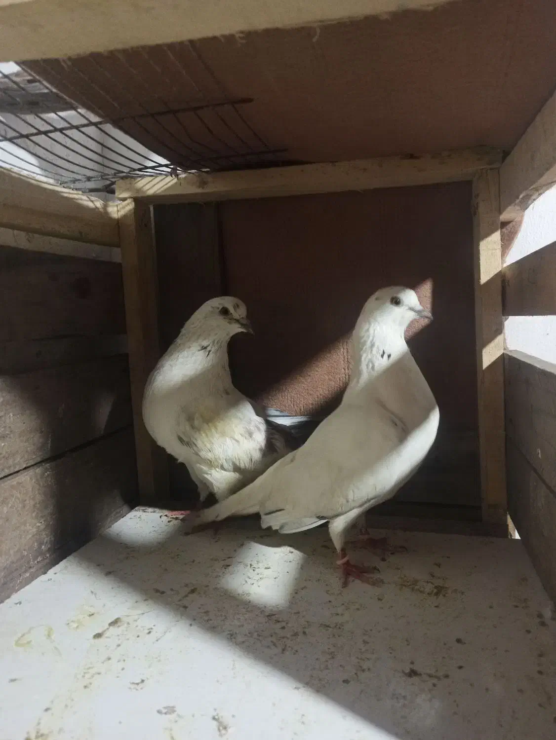 کفتر|پرنده|رشت, نظری|دیوار