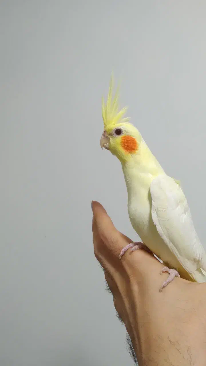 طوطی عروس هلندی های سخنگو و رام رنگبندی مختلف|پرنده|قائمشهر, |دیوار