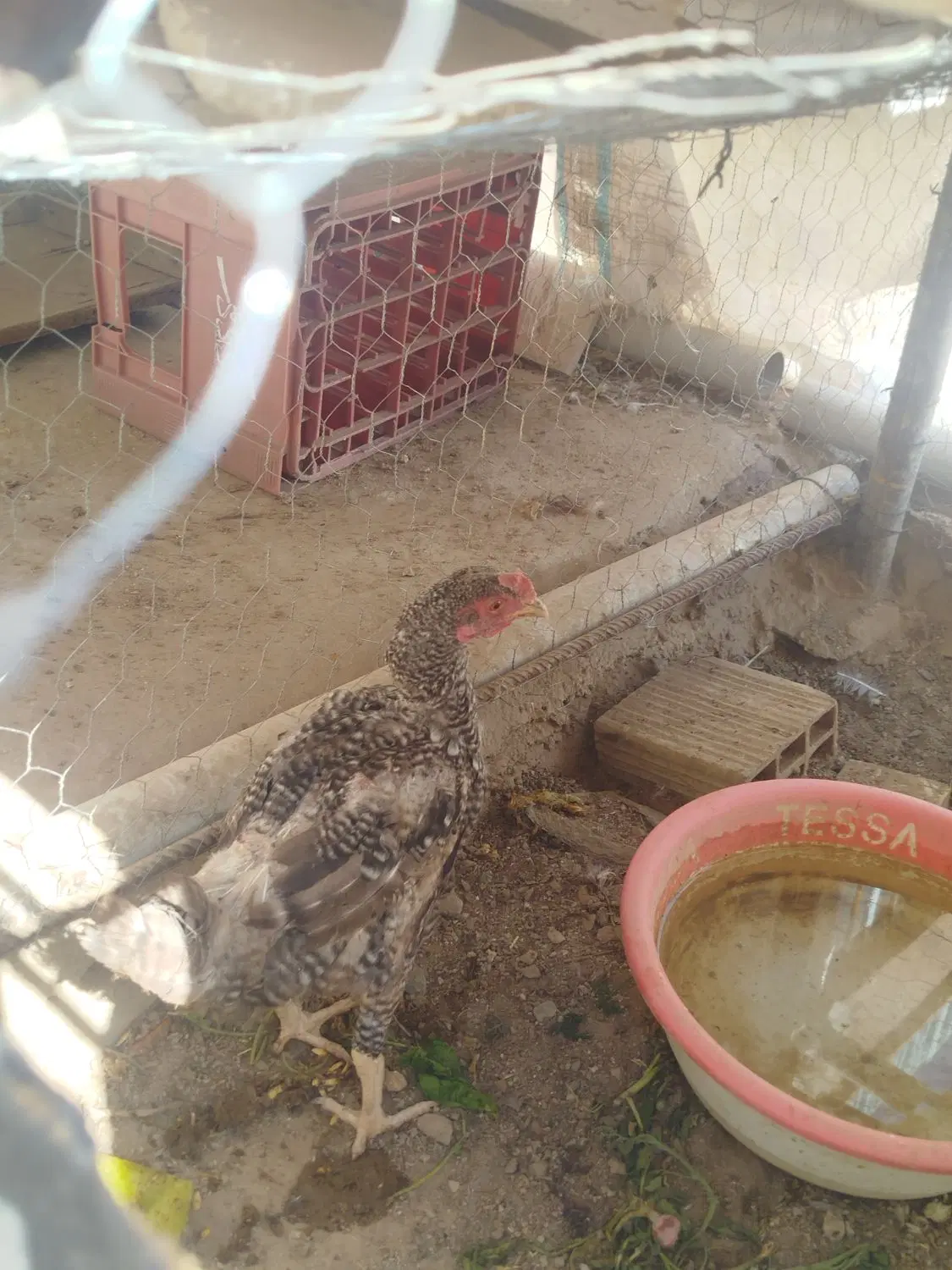 مرغ|حیوانات مزرعه|زاهدان, |دیوار