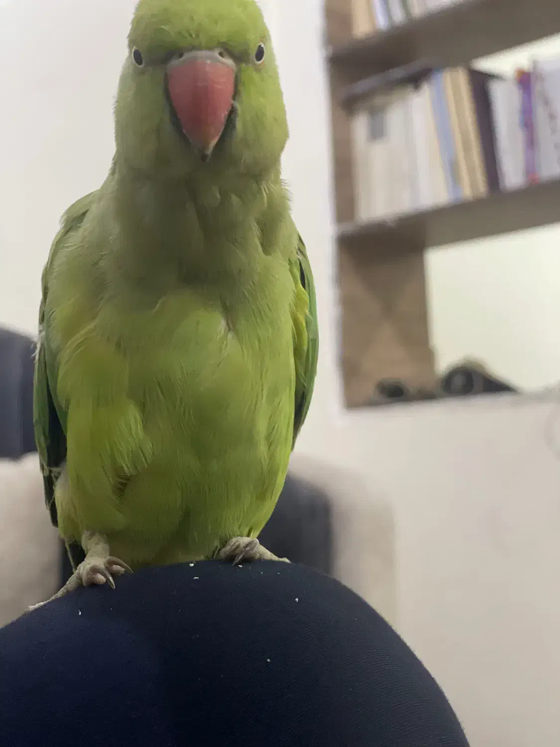 طوطی ملنگو|پرنده|اهواز, منبع اب|دیوار