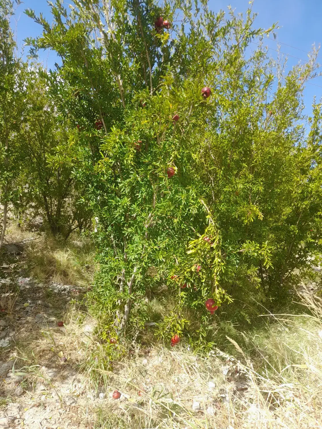 باغ اناری در جوشان|فروش زمین و ملک کلنگی|گلباف, |دیوار