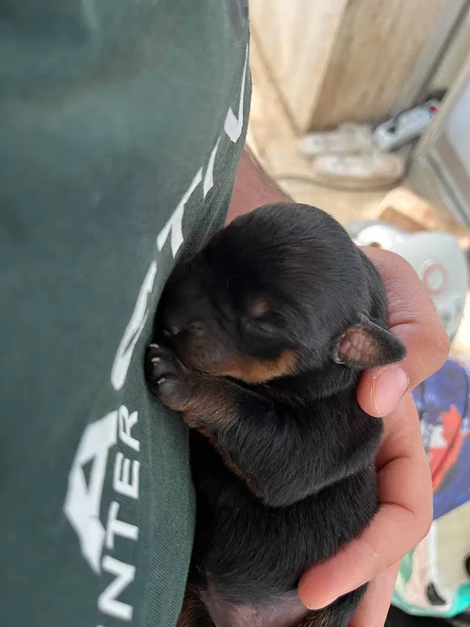 روتوایلر گرید A اصیل به ضمانت|سگ|تهران, زرگنده|دیوار