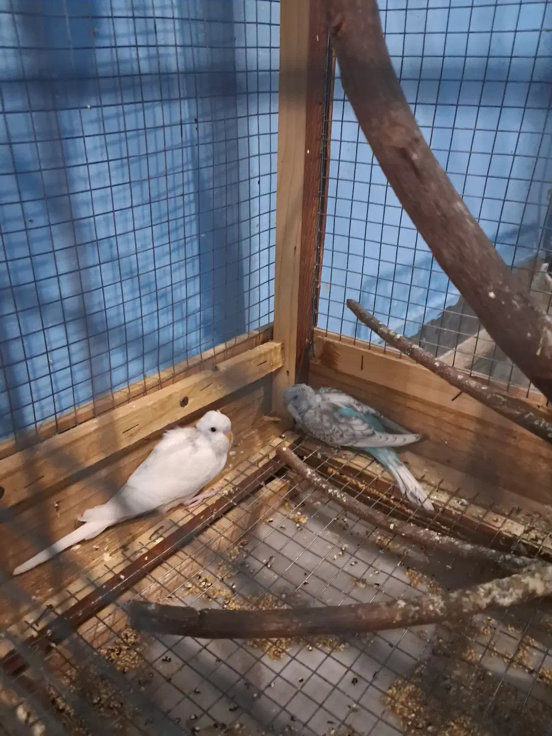 مرغ عشق|پرنده|ساری, |دیوار