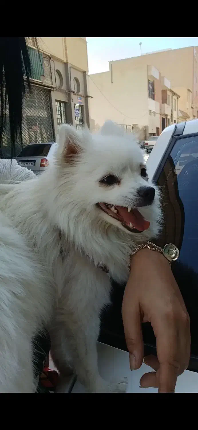 سگ اشپیتز روباهی|سگ|تبریز, |دیوار