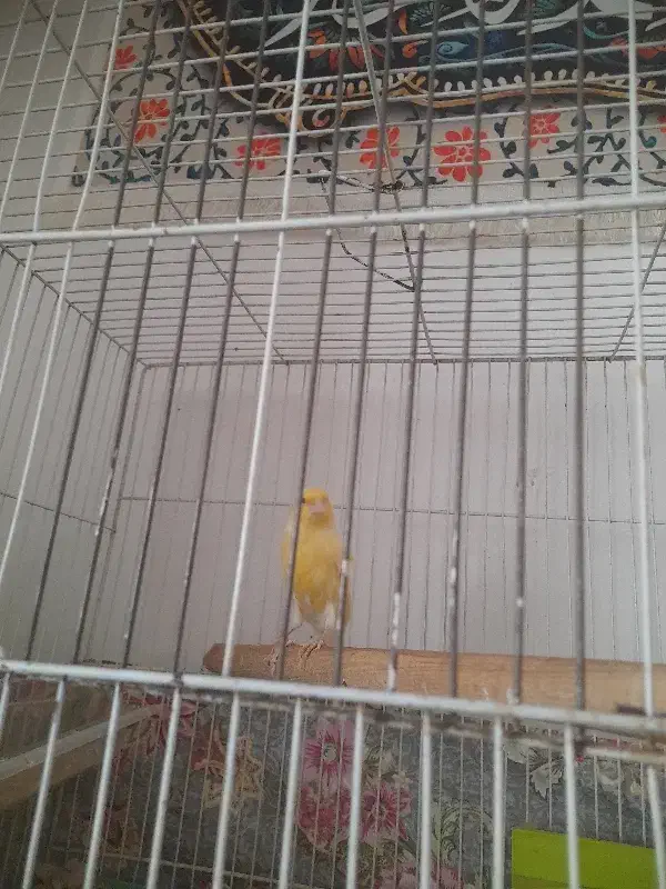 قناری ماده|پرنده|سبزوار, توحیدشهر|دیوار