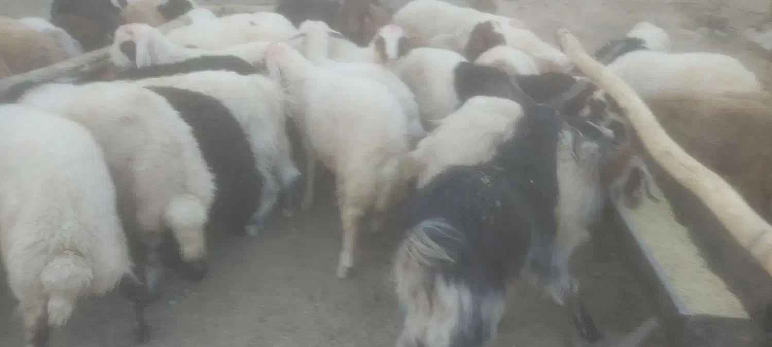 بره نر|حیوانات مزرعه|عسگران, |دیوار