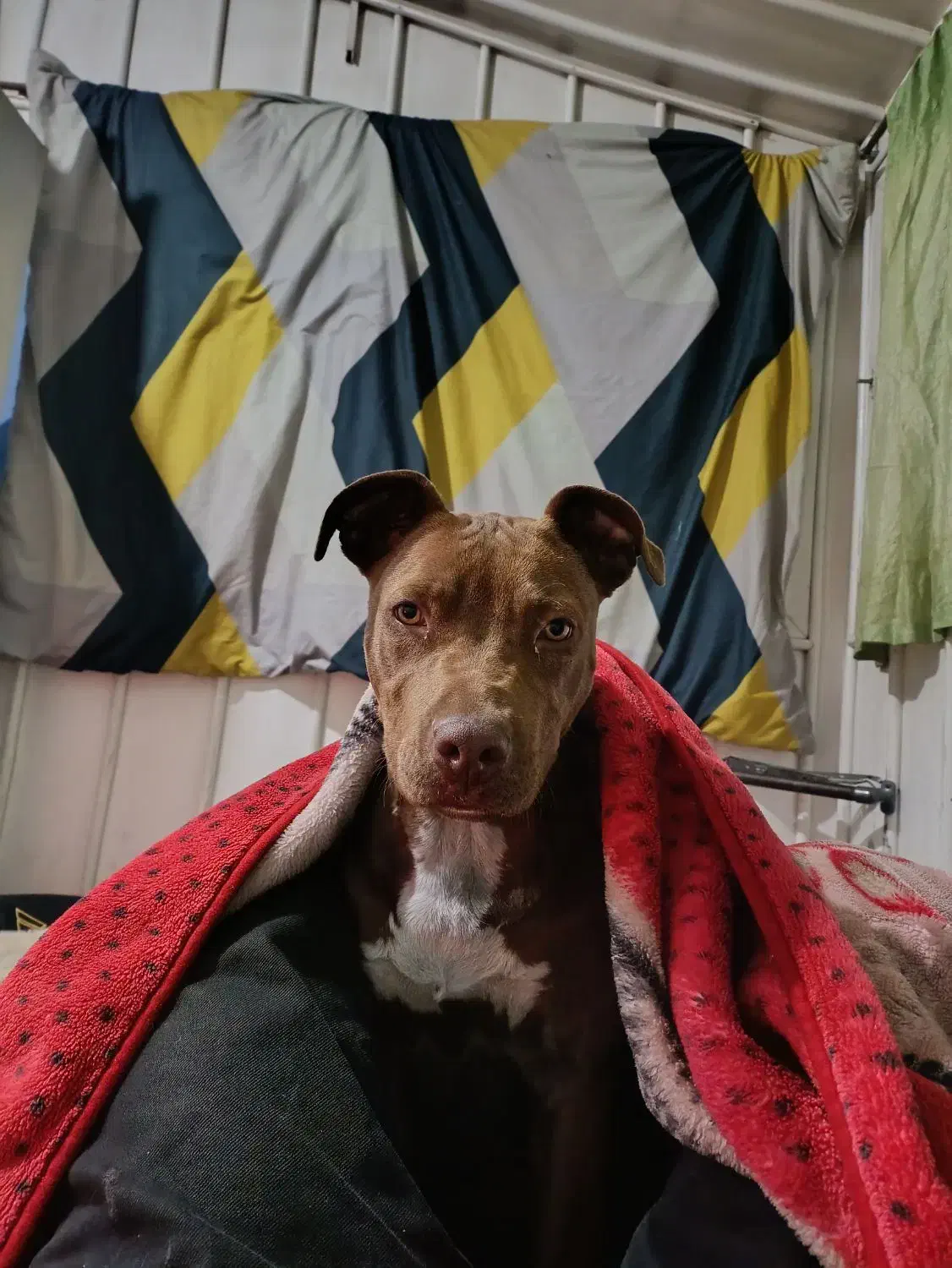 واگزاری پیت بول اصیل|سگ|تهران, جنت‌آباد شمالی|دیوار