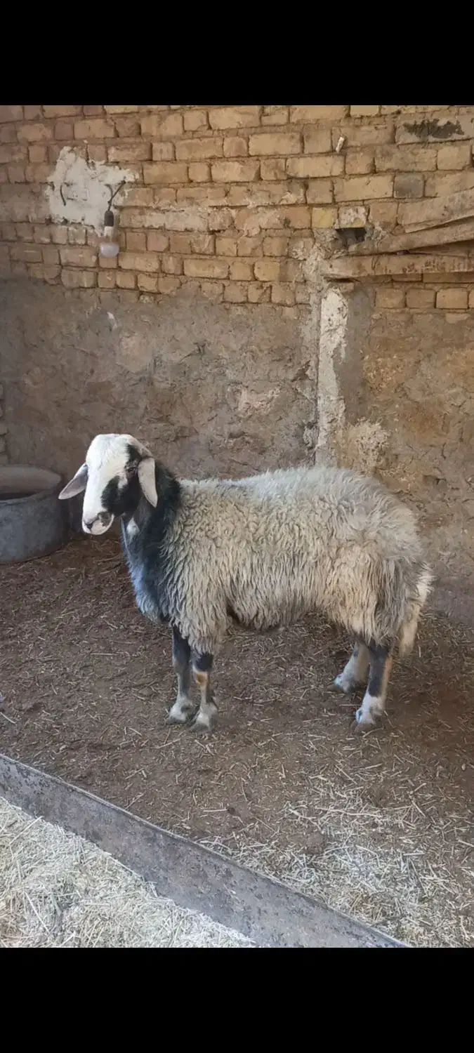 بره قوچی|حیوانات مزرعه|زنده رود, |دیوار