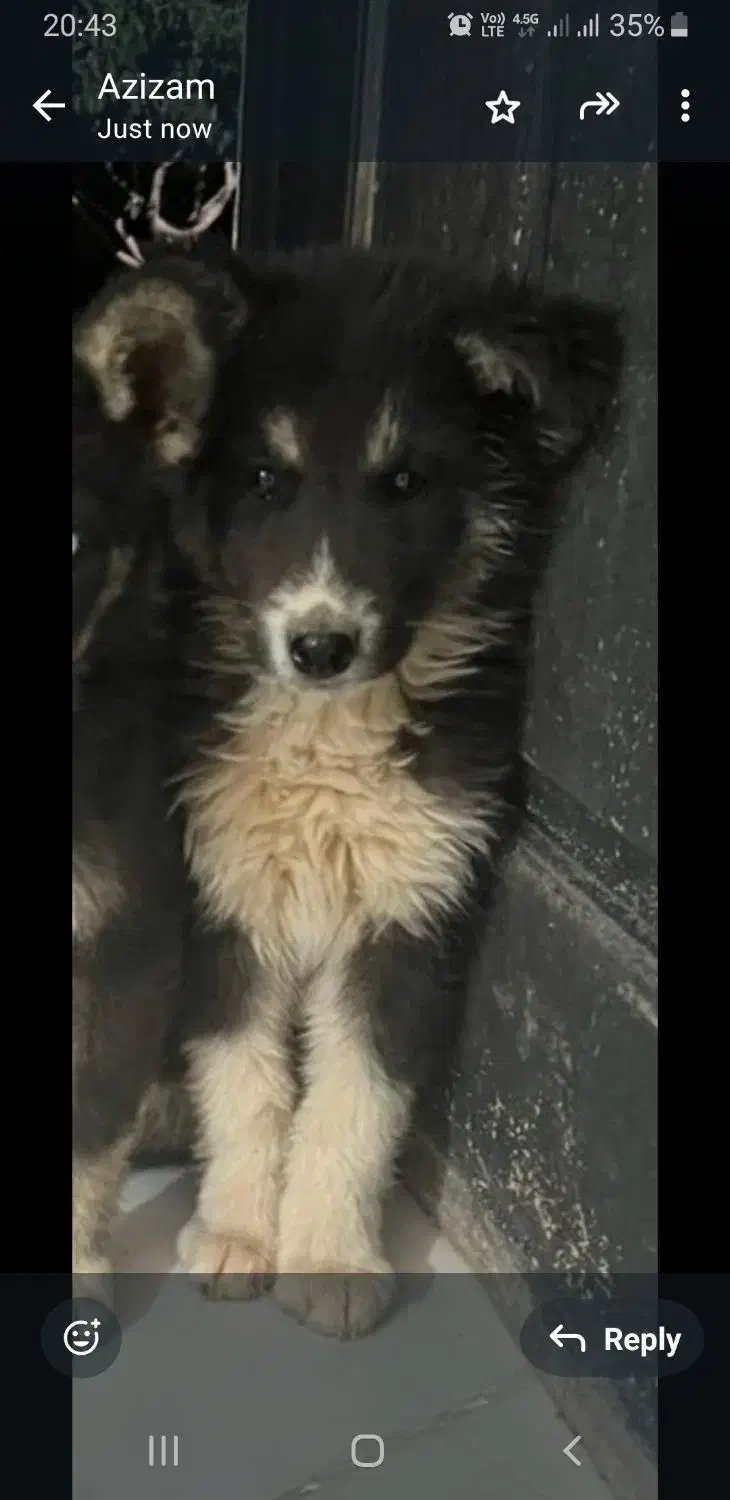 توله هاسکی|سگ|مبارکه, |دیوار