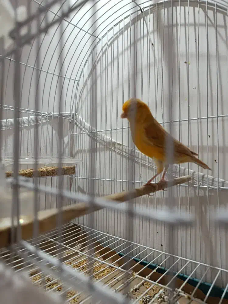 قناری نر اوپال قرص|پرنده|تهران, مینابی|دیوار