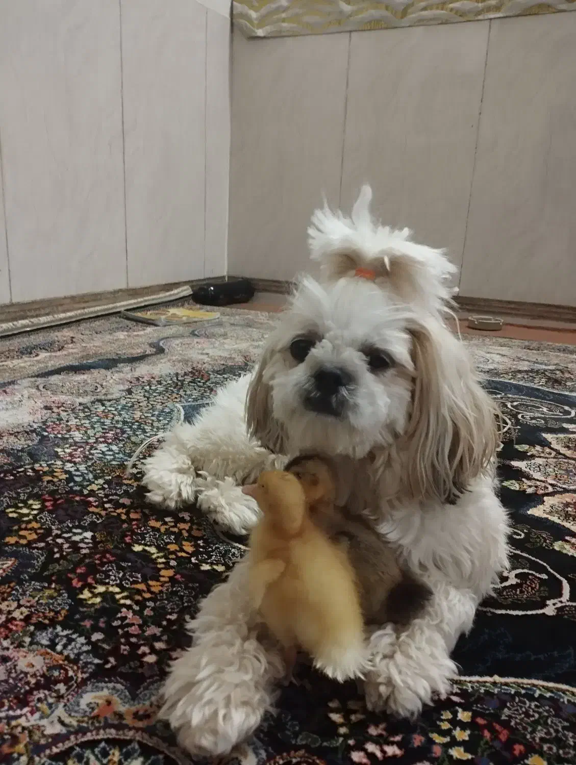 واگذاری سگ غیر رایگان|سگ|ورامین, ورامین|دیوار