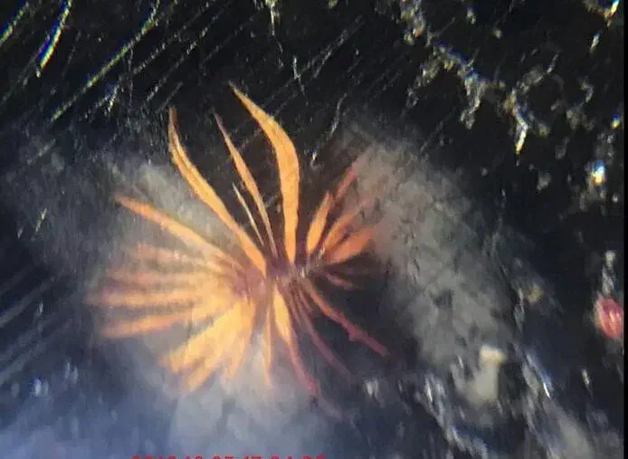 جیوه سنگ روحانی، الماس  ...|جواهرات|تهران, سید خندان (جلفا)|دیوار