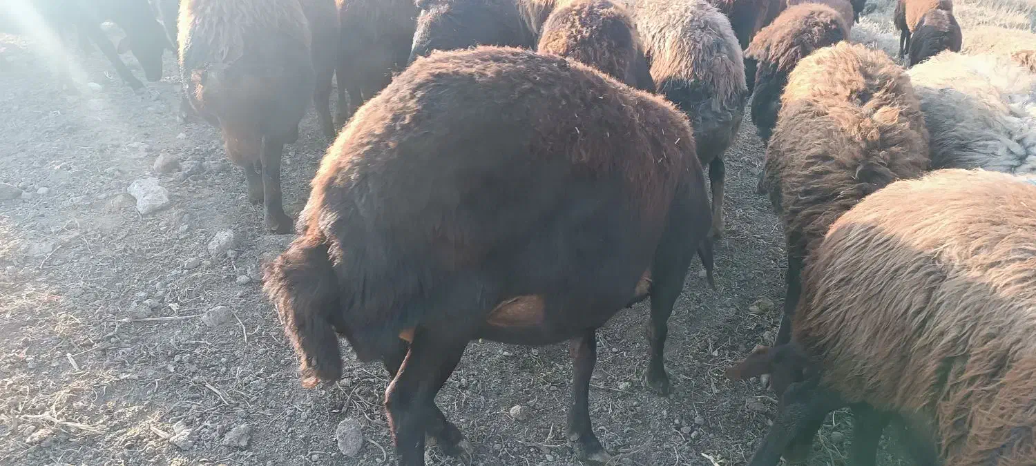 گوسفند|حیوانات مزرعه|سلماس, |دیوار