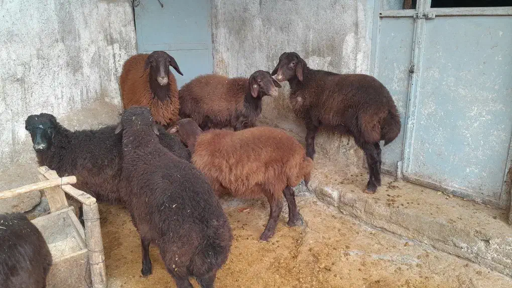 سلام گوسفندهتروبابره ماده هترو|حیوانات مزرعه|سبزوار, کراب|دیوار