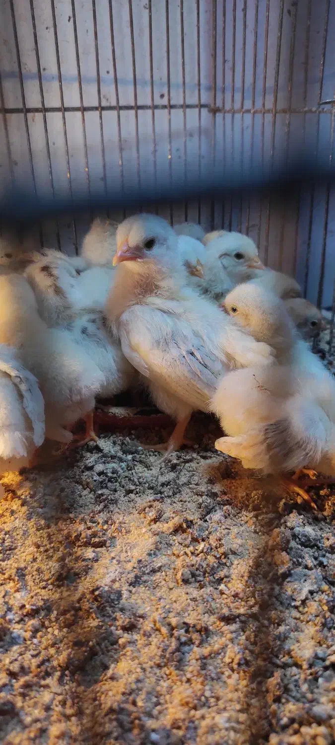 جوجه مرغ نژاد کوشین پانتام و جاپنیز (ژاپنیکس)|حیوانات مزرعه|تبریز, |دیوار