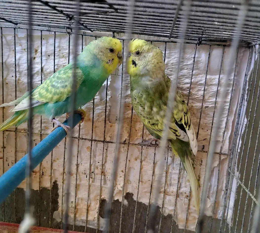 جفت مرغ عشق اسپانگل و رنگین کمانی|پرنده|شیراز, آزادی|دیوار