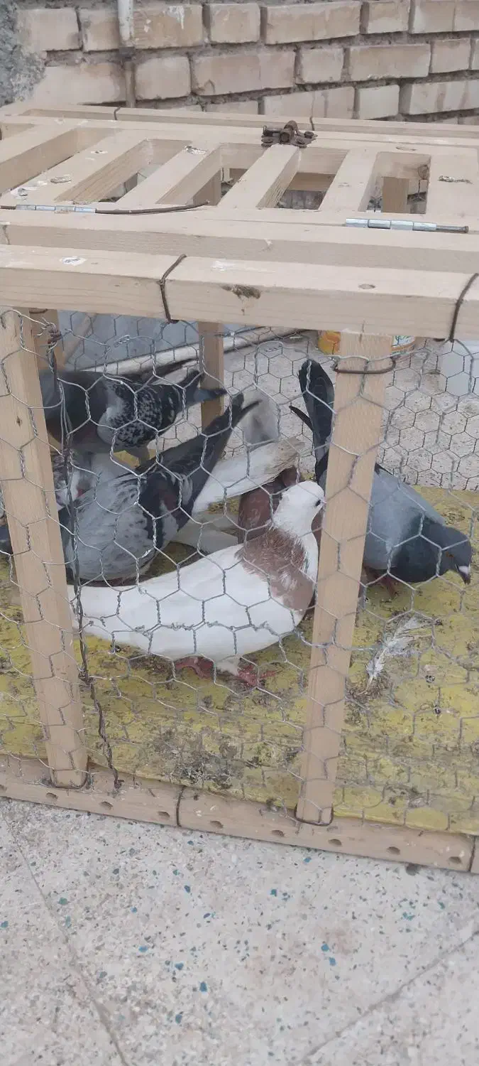 کبوتر|پرنده|خرمشهر, |دیوار