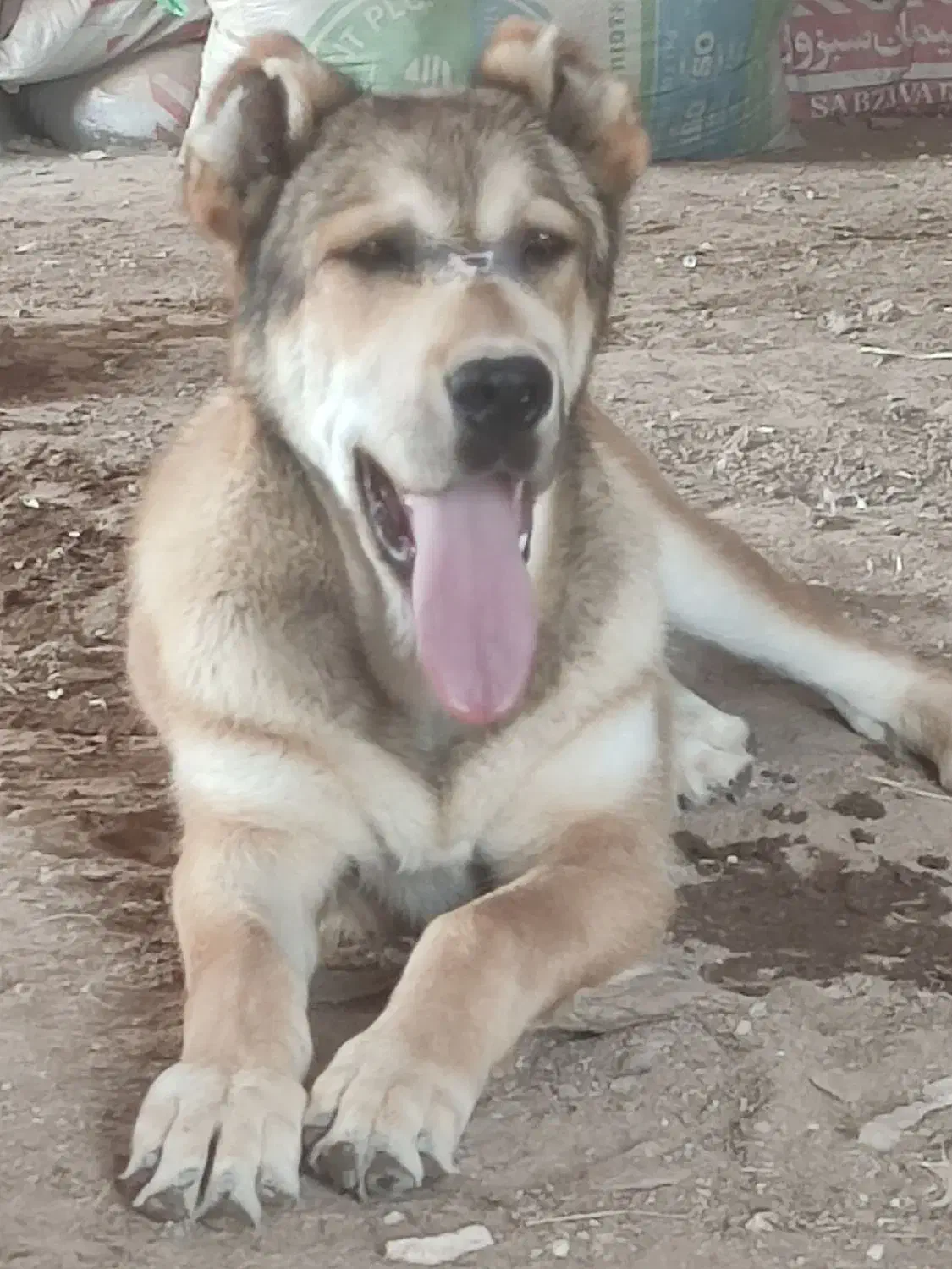 سگ افغانی|سگ|خوشاب, |دیوار