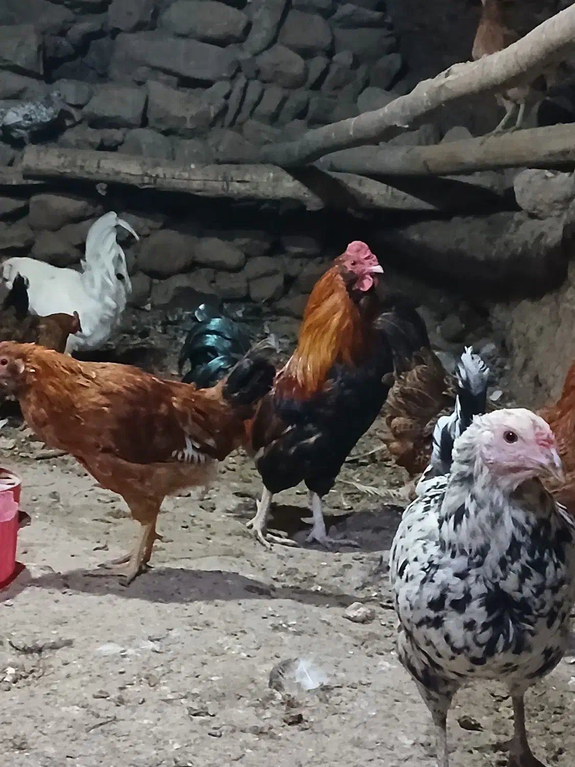 خروس گلین سفید نیمچه مرندی فریک لاری جوان|حیوانات مزرعه|آبیک, |دیوار