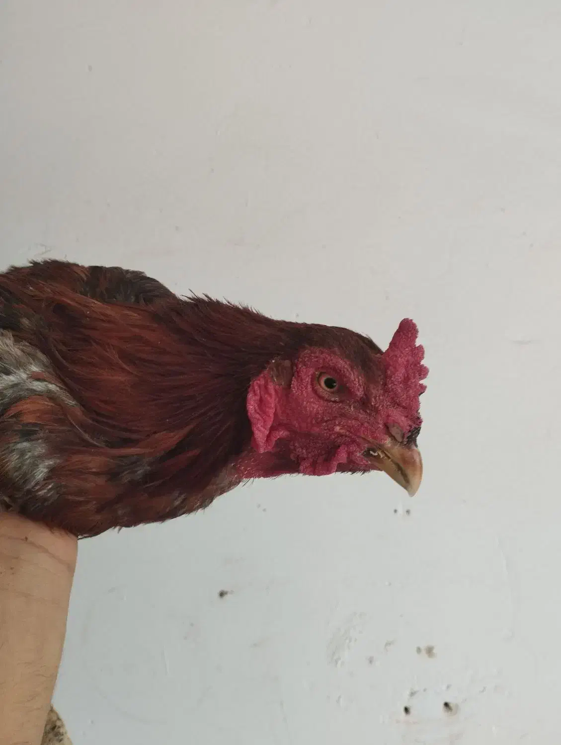 مرغ|حیوانات مزرعه|آران و بیدگل, |دیوار