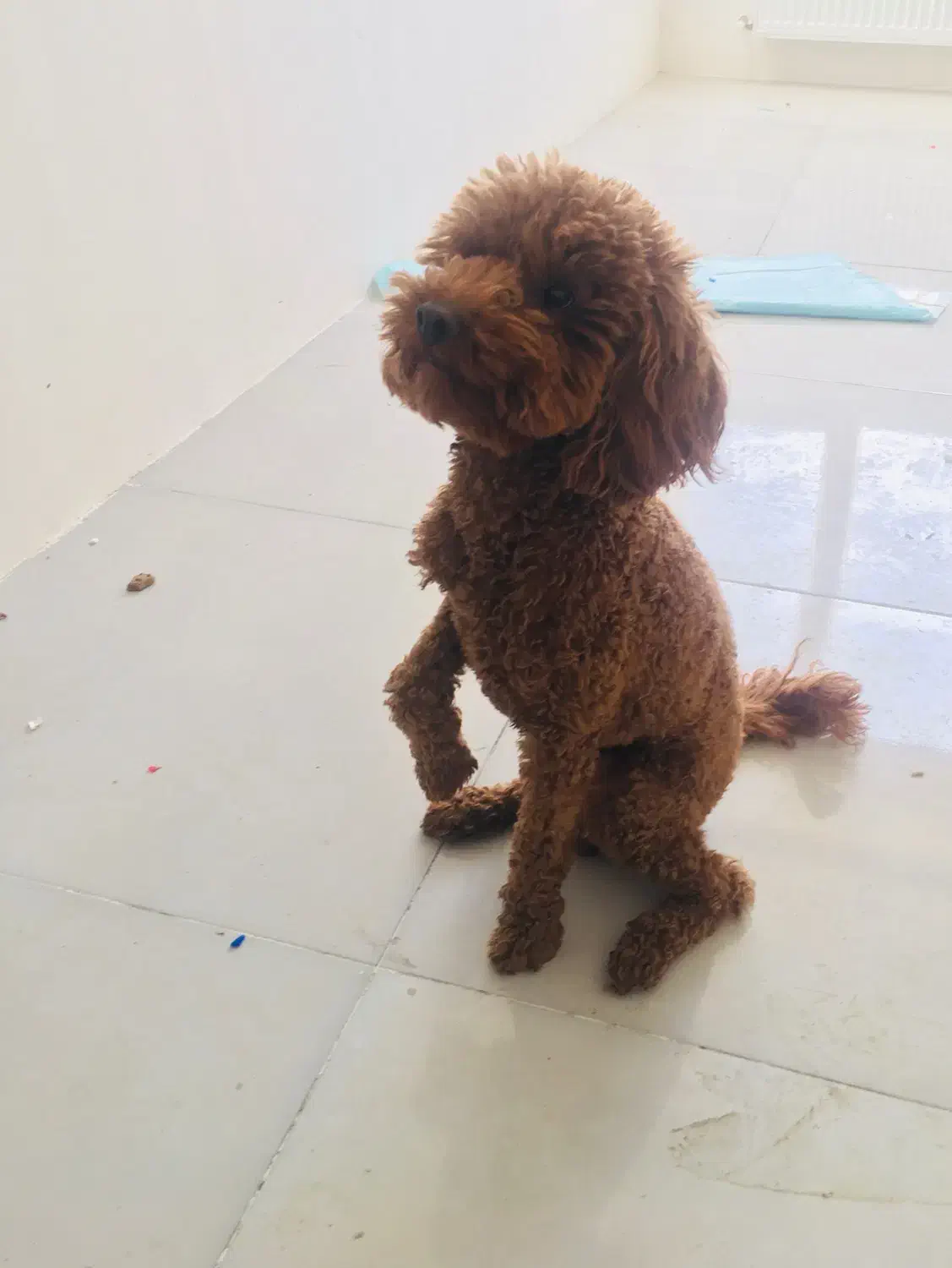 سگ پودل|سگ|کرمانشاه, |دیوار