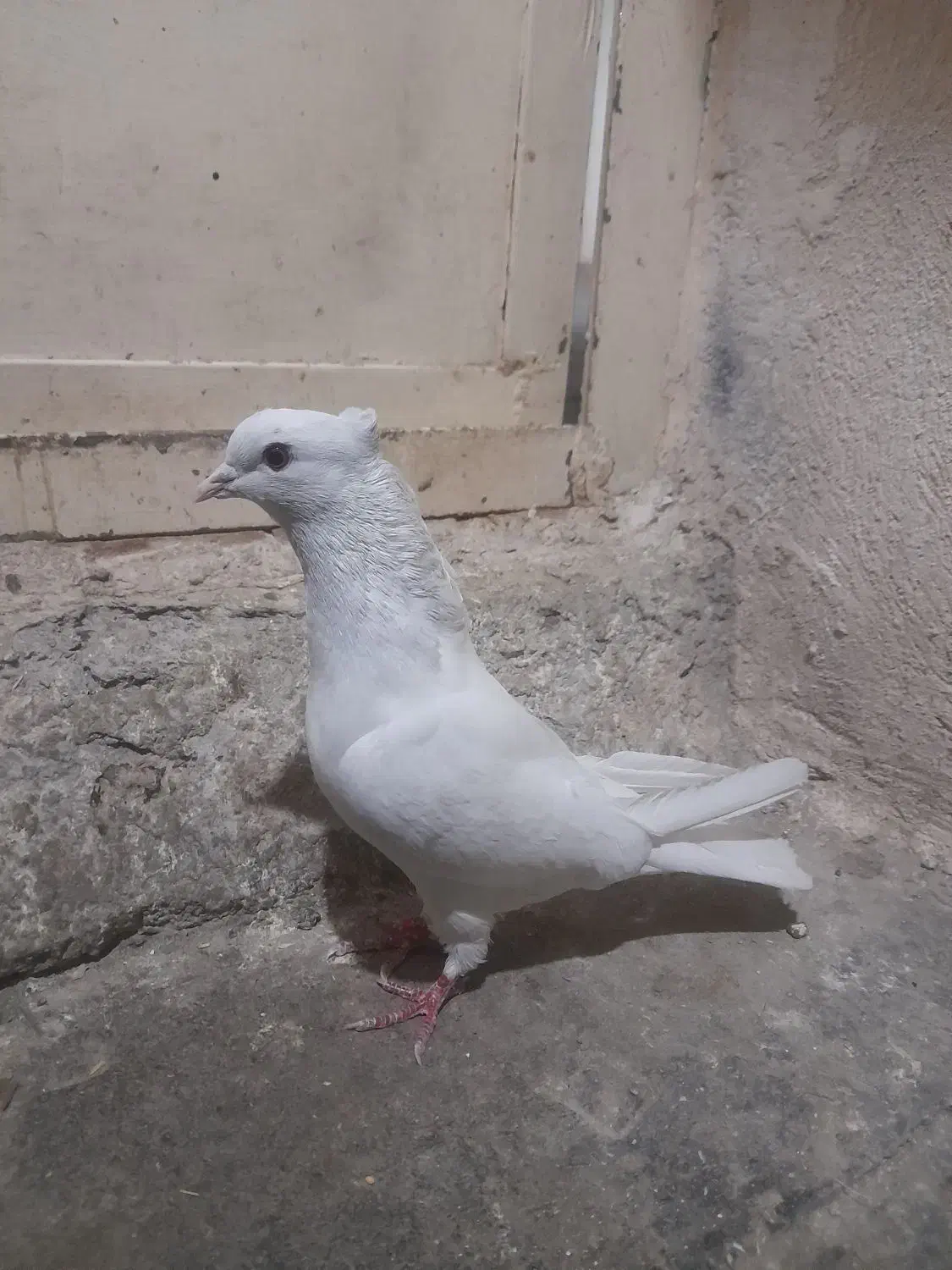 سفید کاکلی|پرنده|ساوه, |دیوار