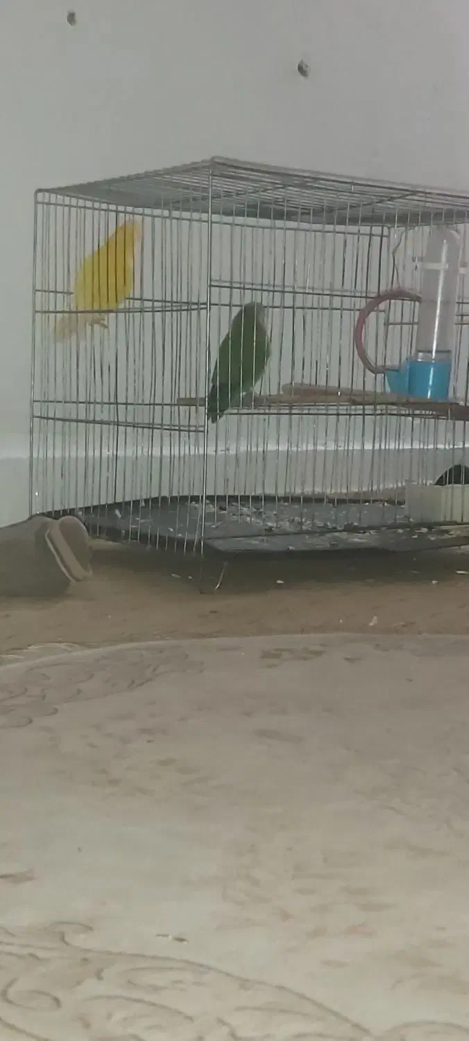 طوطی برزیلی|پرنده|شوش, |دیوار