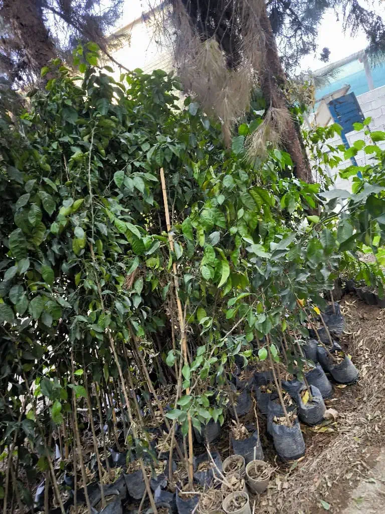 فروش انواع درخت و گل|خدمات باغبانی و درختکاری|شیراز, کوزه گری|دیوار