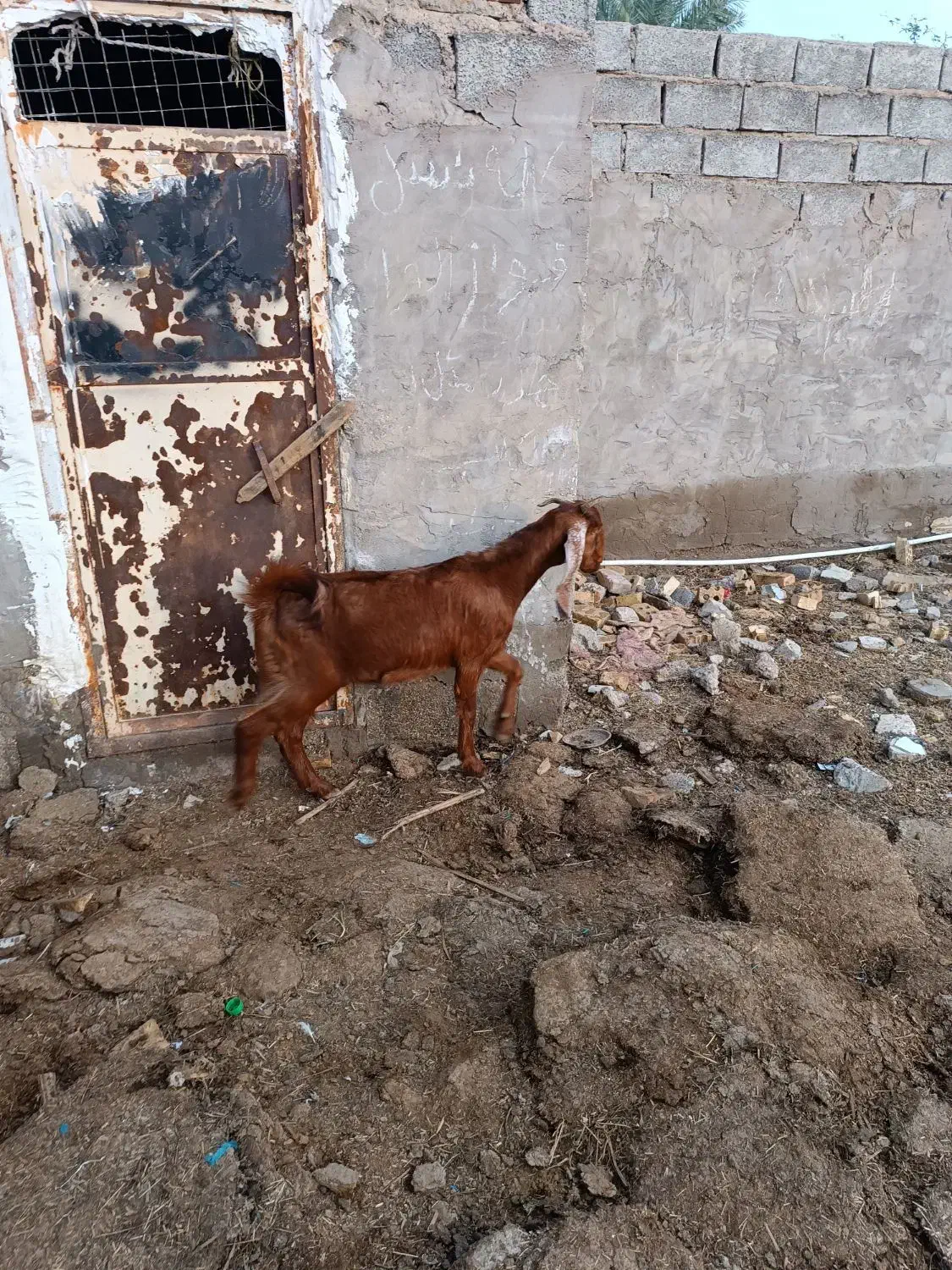 بز ماده|حیوانات مزرعه|سوسنگرد, |دیوار