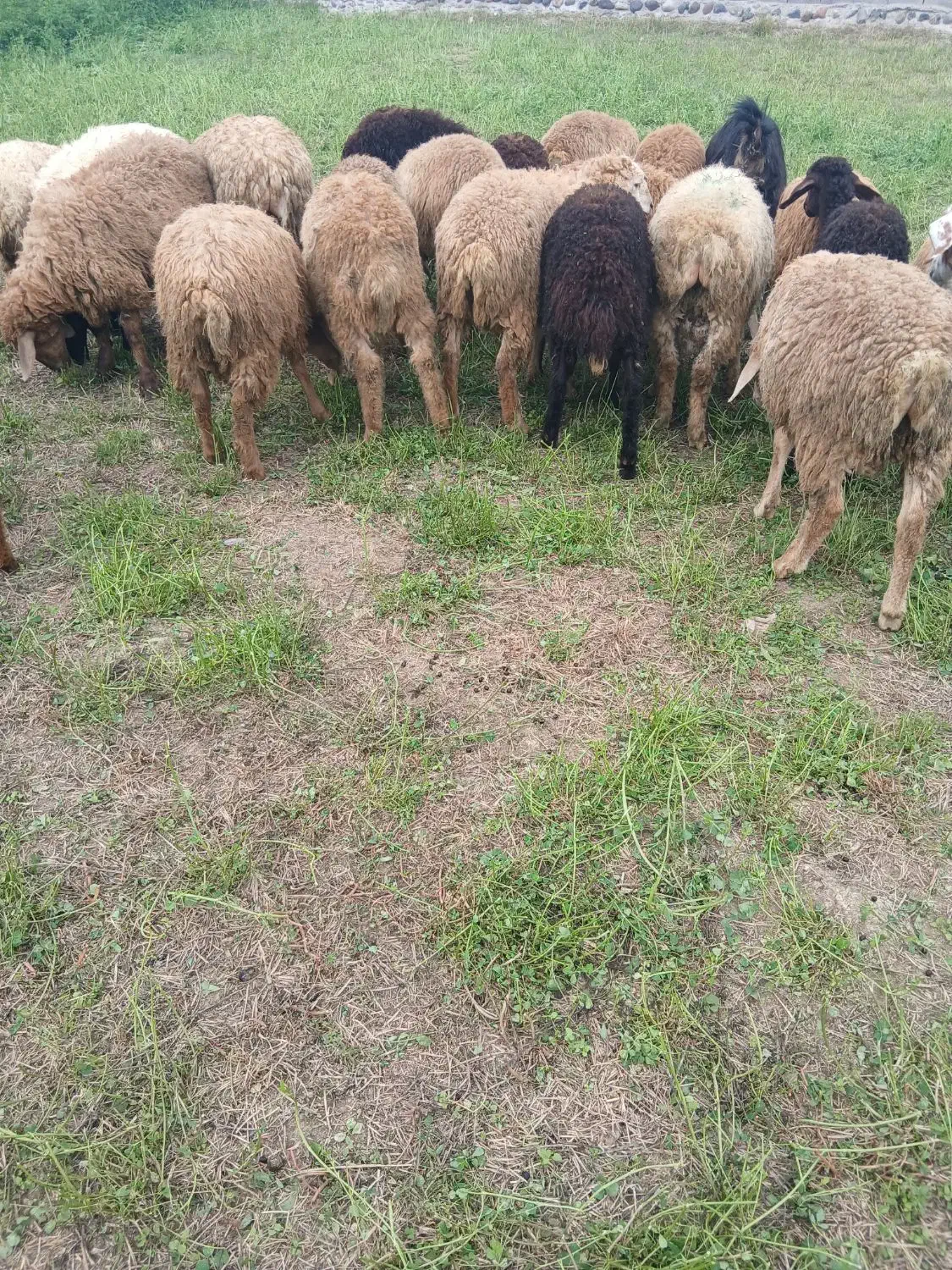 ۱۸ بره نر|حیوانات مزرعه|اصلاندوز, |دیوار