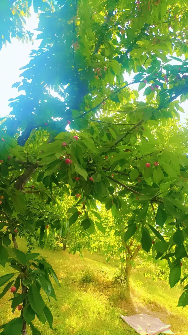 خریدار وان فرزند اوری|فعالیت داوطلبانه|اسلامشهر, صادقیه|دیوار