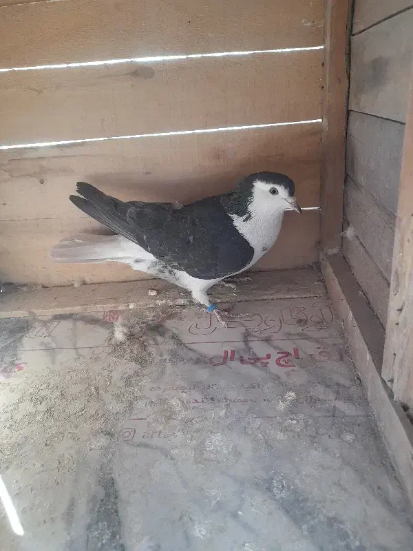 کفتر بدرنگ|پرنده|اصفهان, بوستان ناژوان|دیوار