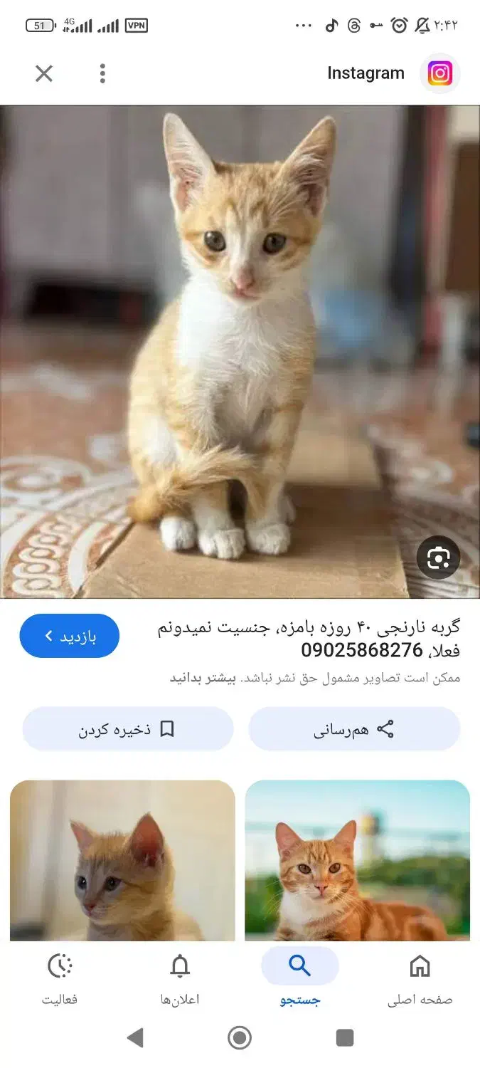 واگذاری  گربه نارنجی|گربه|اهواز, مجاهد|دیوار