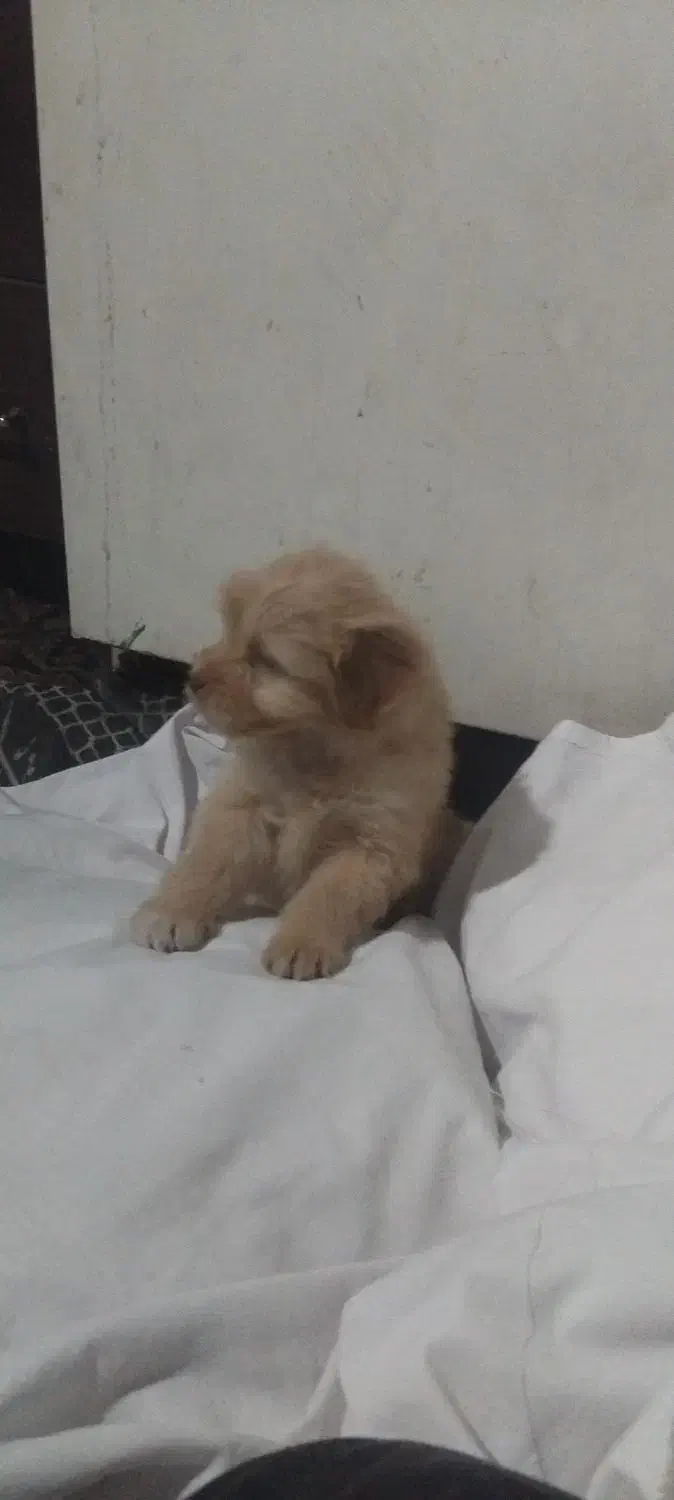 توله سگ پا کوتاه|سگ|زنجان, |دیوار