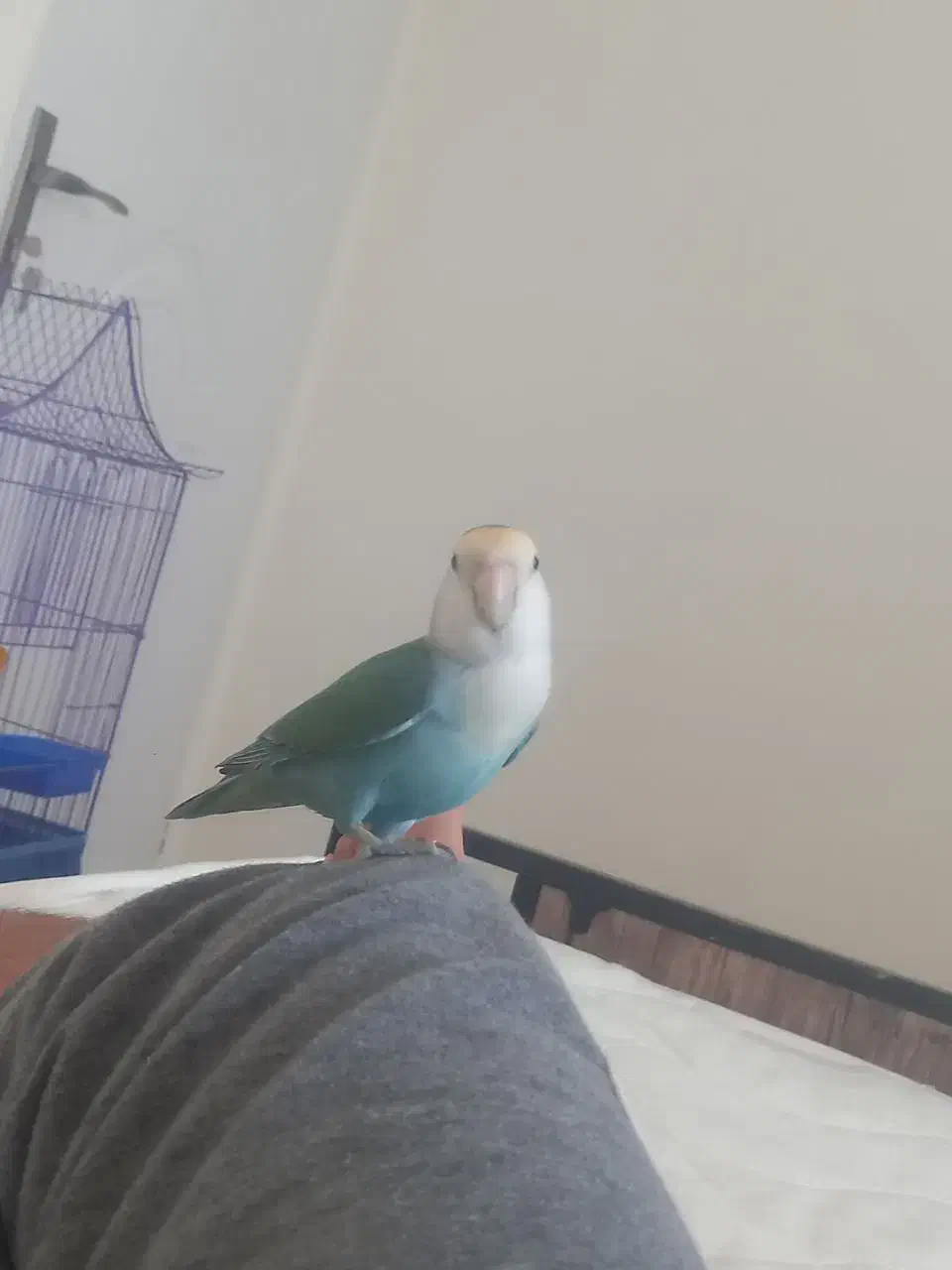 کوتوله برزیلی با تمام وسایل|پرنده|شیراز, سرو|دیوار