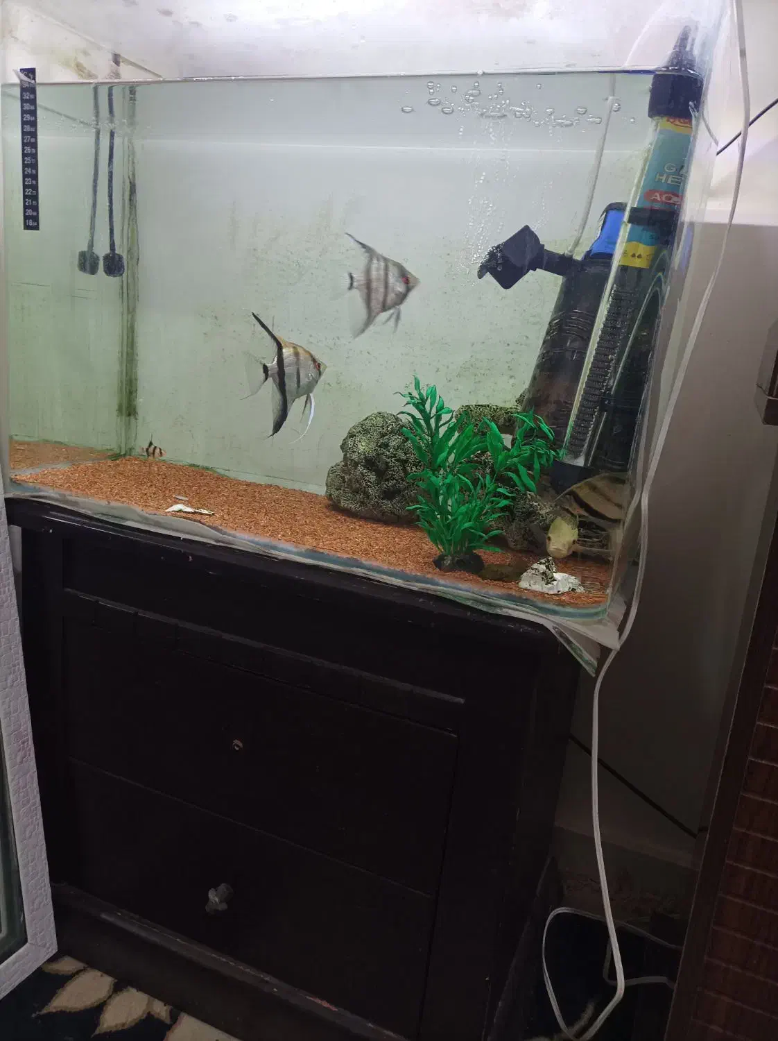 آکواریوم ۶۰ سانتی|ماهی|پرند, فاز ۶|دیوار