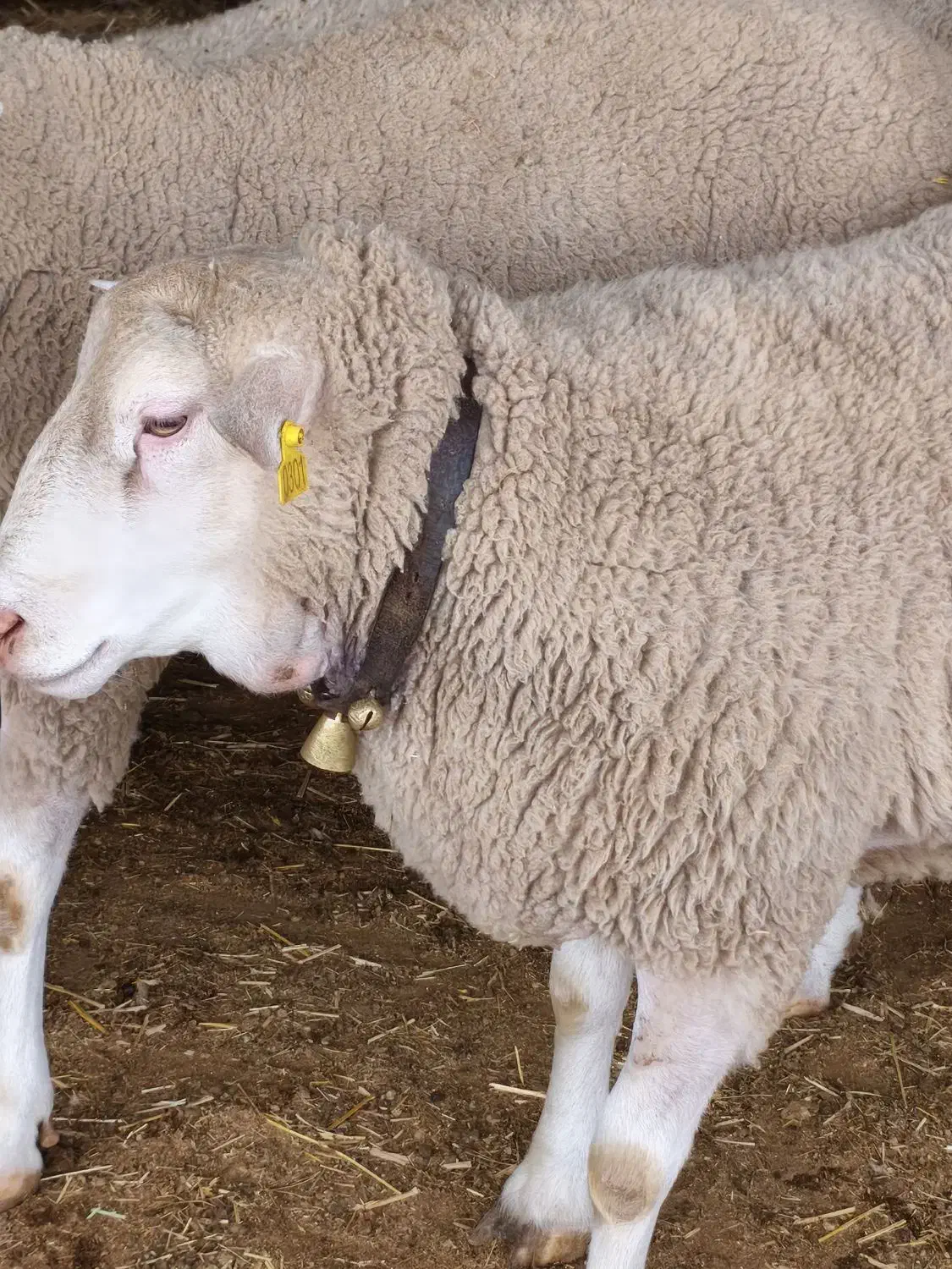 فروش بره نژاد رومن نر و ماده|حیوانات مزرعه|قزوین, |دیوار