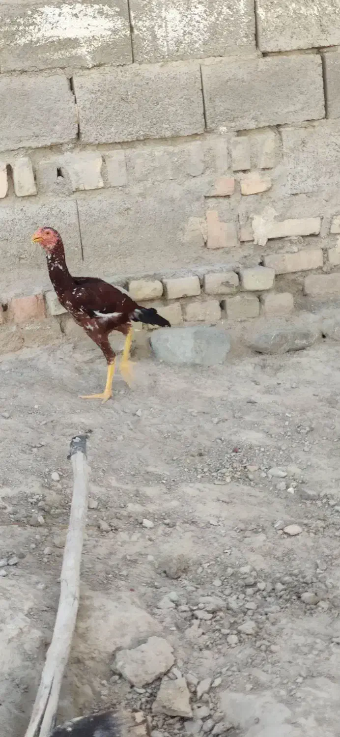مرغ و خروس نسل دار|حیوانات مزرعه|سراوان, |دیوار
