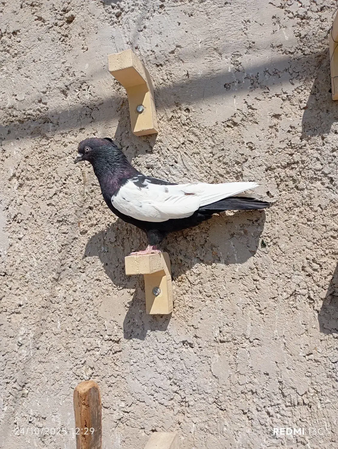 کفتر سینه سیاه و سبز دمسفید|پرنده|مرودشت, پشت سایپا‎|دیوار