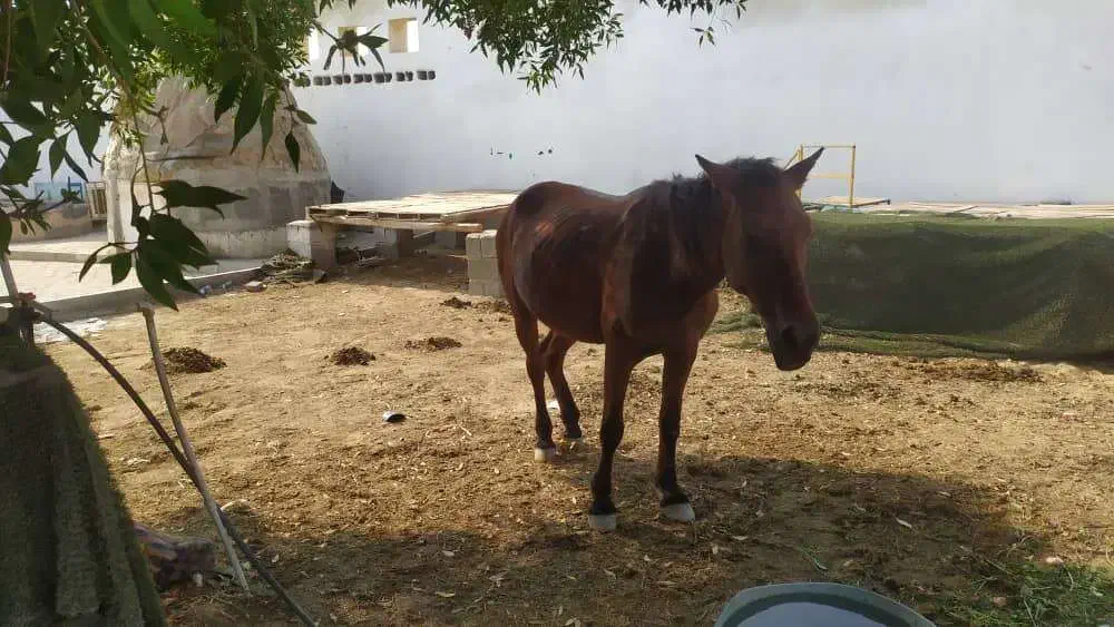 فروشی|اسب و تجهیزات اسبسواری|بندرعباس, |دیوار