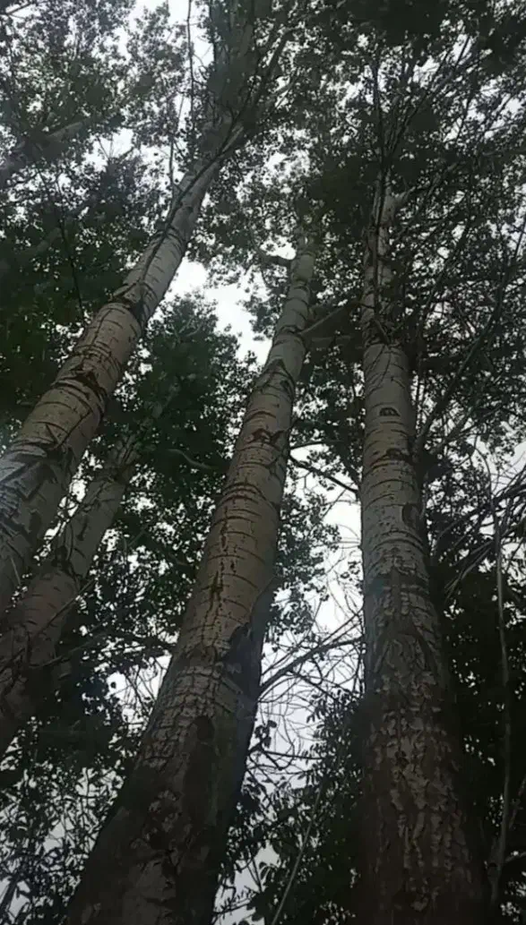 چوب در باغات|عمده‌فروشی|نوشین شهر, |دیوار