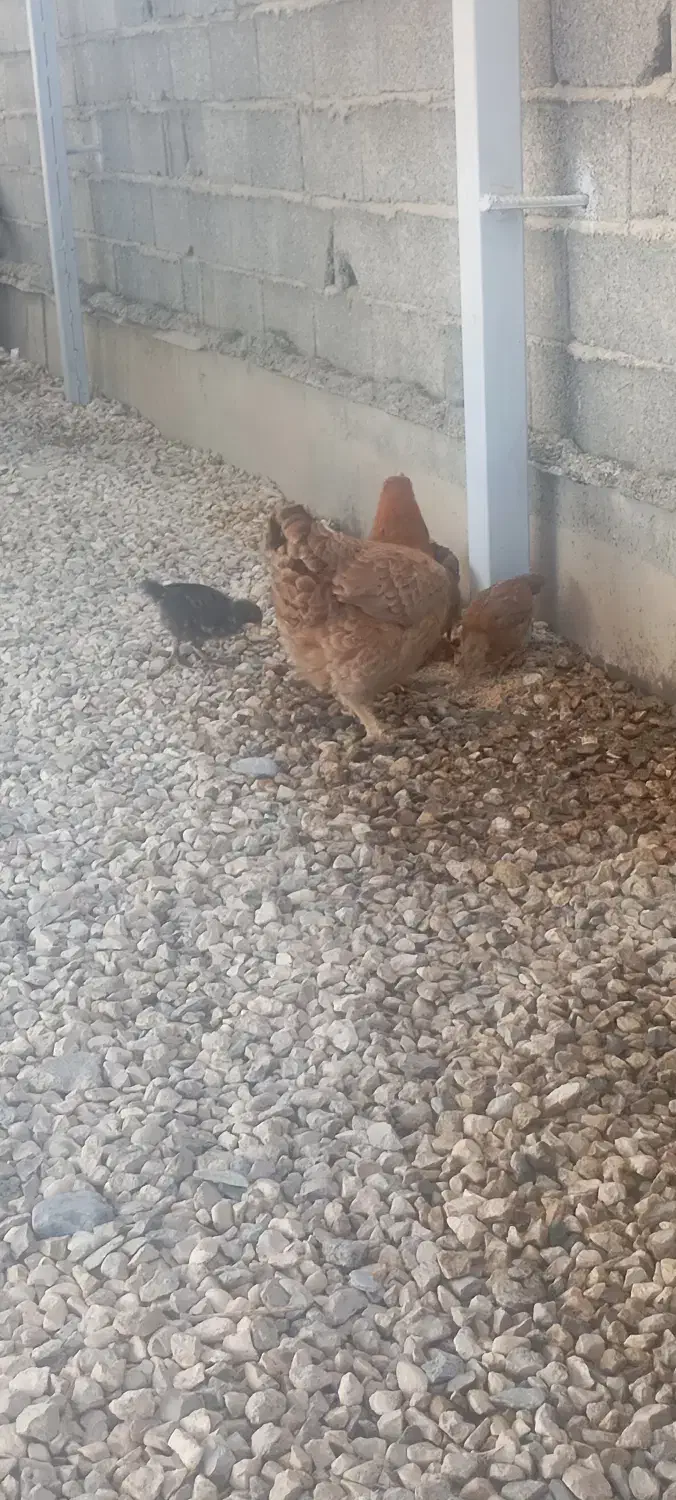 مرغ باهفت تاجوجه|حیوانات مزرعه|سیجوال, |دیوار