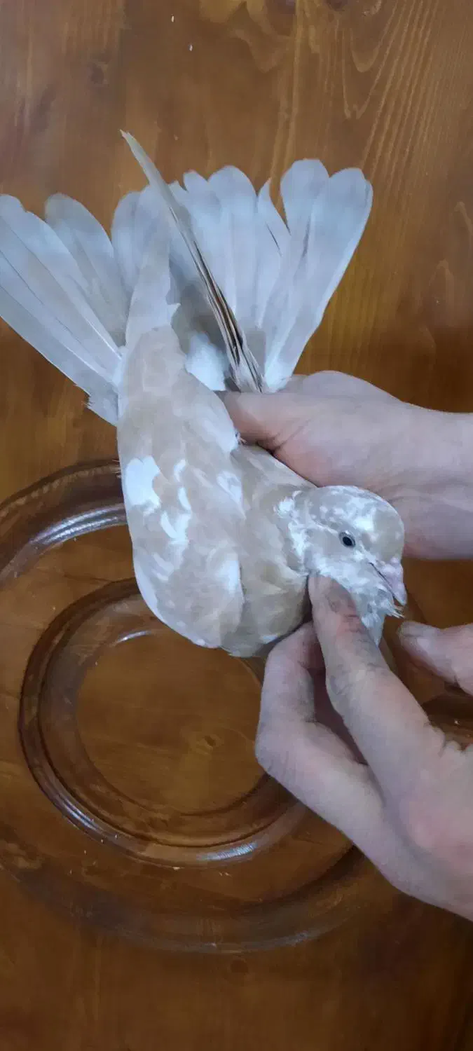 کفتر پرشی زردی رنگی چادری غریب گیری|پرنده|تهران, والفجر (افسریه)|دیوار