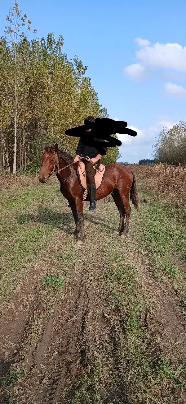 اسب کره ۳سال|اسب و تجهیزات اسب‌سواری|طاهرگوراب, |دیوار