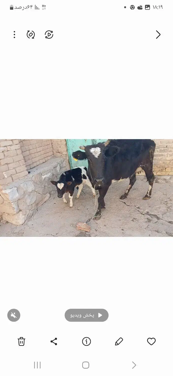 گاو گوساله|حیوانات مزرعه|قروه, |دیوار