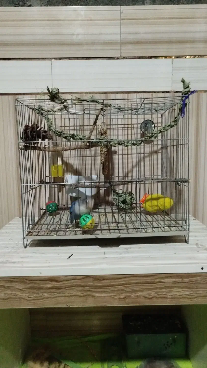 طوطی کتوله برزیلی رام یک جفت|پرنده|ایرانشهر, |دیوار