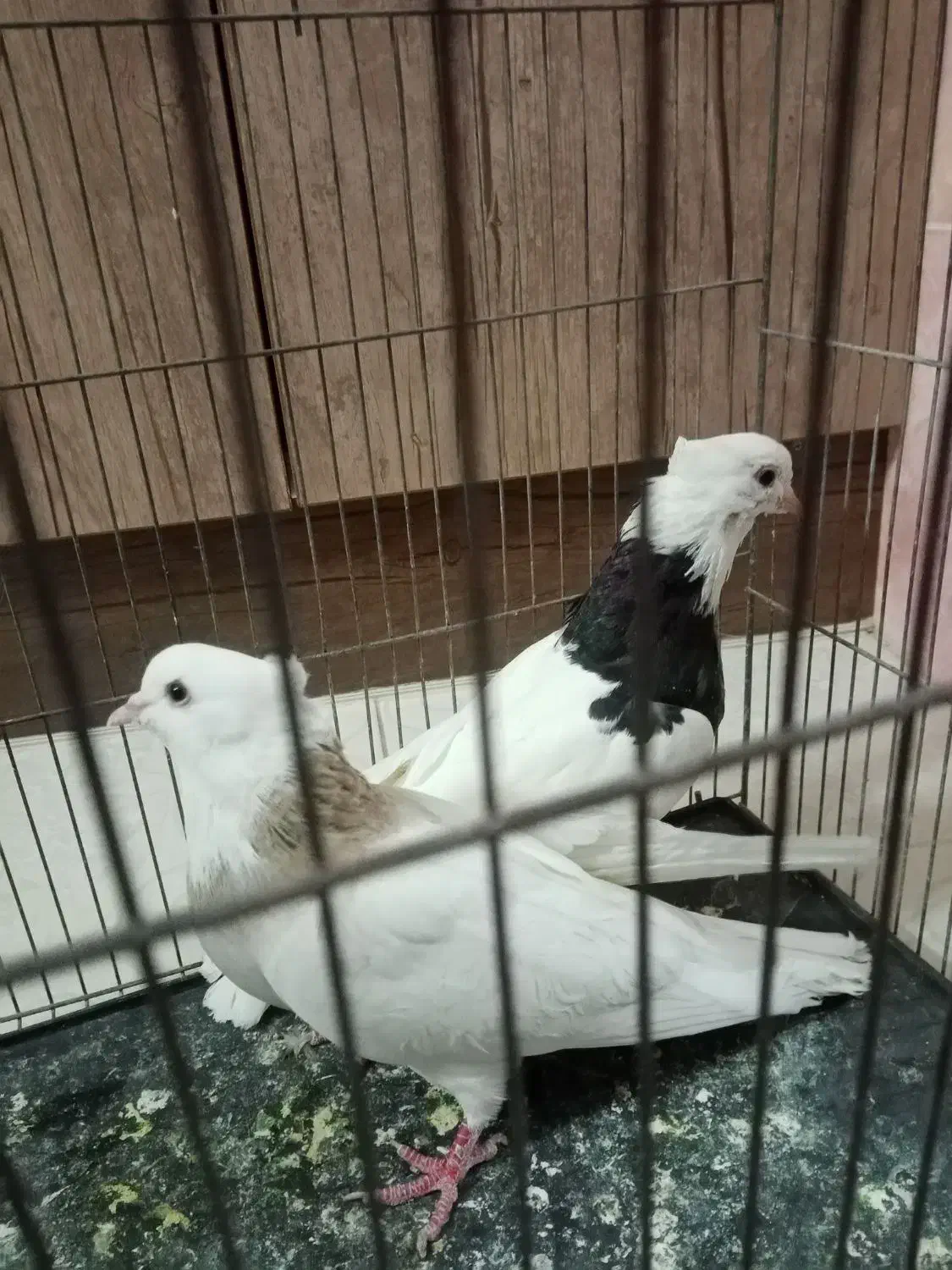 طوقی نرو ماده|پرنده|پیر بکران, |دیوار