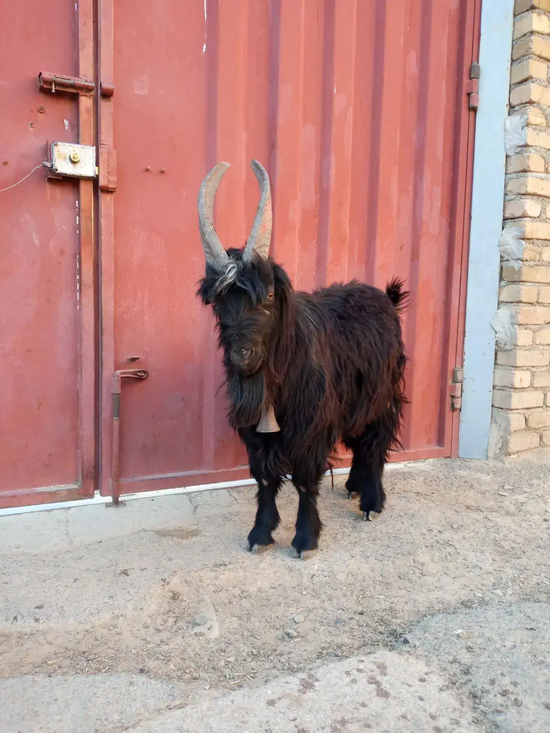 دوبور نربزترکی شیرازی|حیوانات مزرعه|سربند, |دیوار