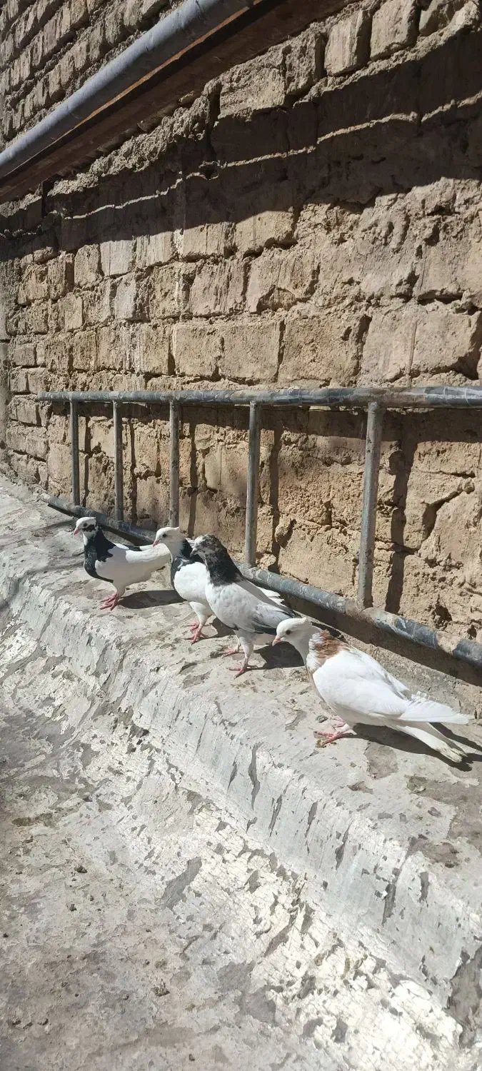 کفتر طوقی|پرنده|قم, باغ شریفی|دیوار