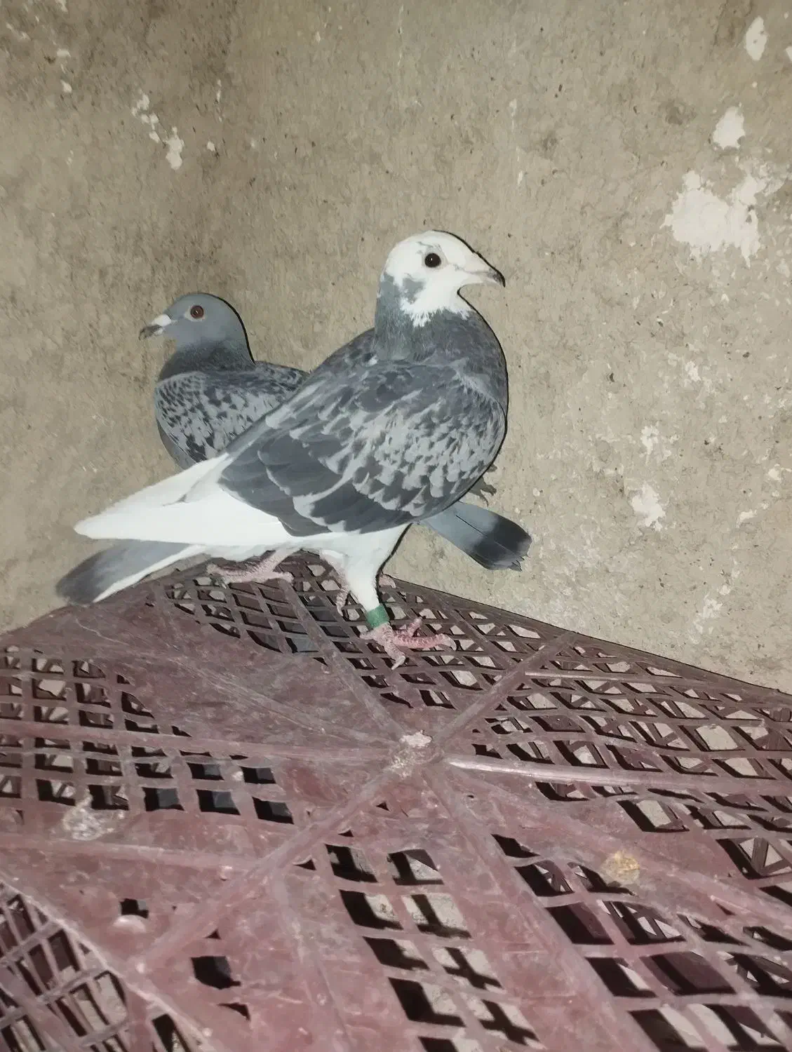 پلاکی|پرنده|مرودشت, ثبت احوال|دیوار